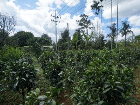 Bolaven Plateau Coffee Farm