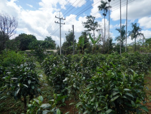 Bolaven Plateau Coffee Farm